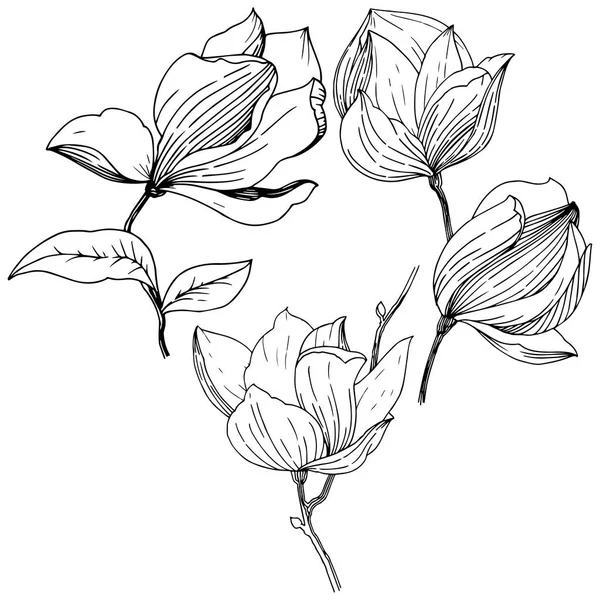 Magnolia Estilo Vectorial Aislado Nombre Completo Planta Magnolia Vector Para — Archivo Imágenes Vectoriales