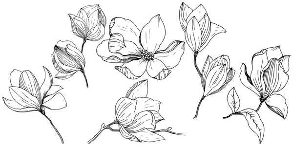 Magnolia Elszigetelt Vektor Stílusban Növény Neve Magnolia Háttér Textúra Burkoló — Stock Vector