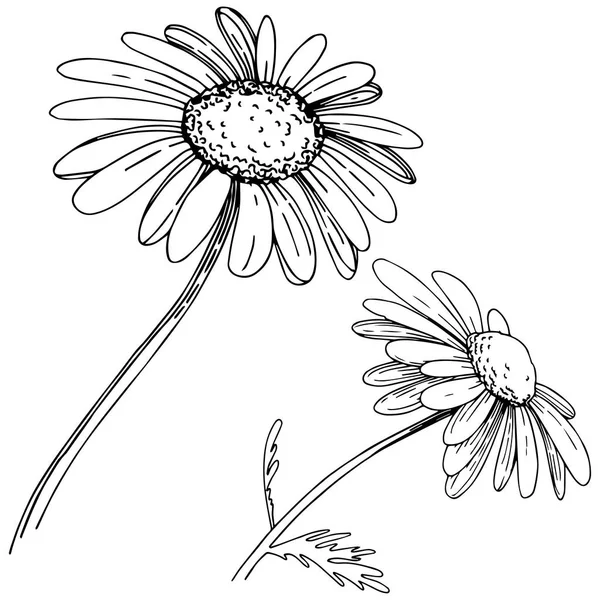 Marguerite Dans Style Vectoriel Isolé Nom Complet Plante Daisy Fleur — Image vectorielle