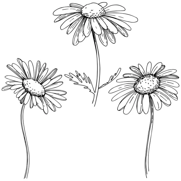 Daisy izole bir vektör tarzı. Bitki tam adı: Daisy. Arka plan, doku, sarıcı desen, çerçeve veya kenarlık için vektör çiçek.