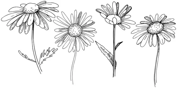 雏菊在矢量样式隔绝了 植物全名 包装图案 框架或边框的矢量花 — 图库矢量图片