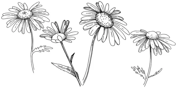 Margarita Estilo Vectorial Aislado Nombre Completo Planta Daisy Flor Vectorial — Archivo Imágenes Vectoriales