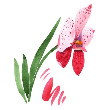 Kırmızı orkide wanda. Botanik çiçek. Vahşi bahar yaprak izole kır çiçeği. Arka plan, doku, sarıcı desen, çerçeve veya kenarlık için Aquarelle kır çiçeği.