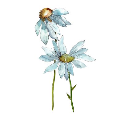 Beyaz papatya. Botanik çiçek. Vahşi bahar yaprak izole kır çiçeği. Arka plan, doku, sarıcı desen, çerçeve veya kenarlık için Aquarelle kır çiçeği.