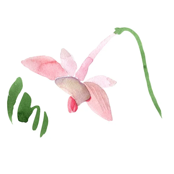 Червона Орхідея Квіткова Ботанічна Квітка Дикий Весняний Лист Ізольований Акварель — стокове фото