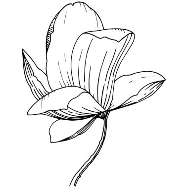 Manolya izole bir vektör tarzı. Bitki tam adı: Magnolia. Arka plan, doku, sarıcı desen, çerçeve veya kenarlık için vektör çiçek.