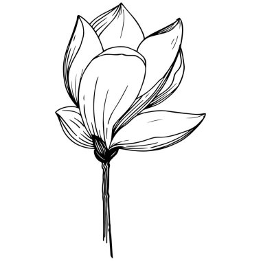 Manolya izole bir vektör tarzı. Bitki tam adı: Magnolia. Arka plan, doku, sarıcı desen, çerçeve veya kenarlık için vektör çiçek.