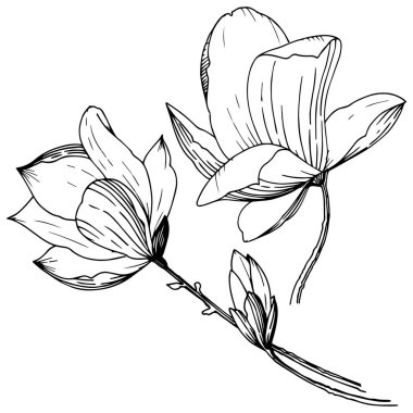 Manolya izole bir vektör tarzı. Bitki tam adı: Magnolia. Arka plan, doku, sarıcı desen, çerçeve veya kenarlık için vektör çiçek.