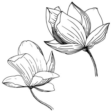 Manolya izole bir vektör tarzı. Bitki tam adı: Magnolia. Arka plan, doku, sarıcı desen, çerçeve veya kenarlık için vektör çiçek.