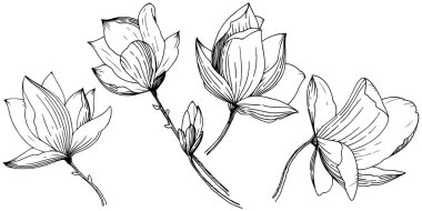 Manolya izole bir vektör tarzı. Bitki tam adı: Magnolia. Arka plan, doku, sarıcı desen, çerçeve veya kenarlık için vektör çiçek.