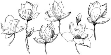 Manolya izole bir vektör tarzı. Bitki tam adı: Magnolia. Arka plan, doku, sarıcı desen, çerçeve veya kenarlık için vektör çiçek.