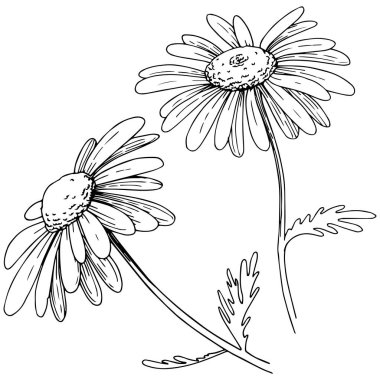 Daisy izole bir vektör tarzı. Bitki tam adı: Daisy. Arka plan, doku, sarıcı desen, çerçeve veya kenarlık için vektör çiçek.