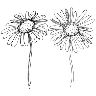 Daisy izole bir vektör tarzı. Bitki tam adı: Daisy. Arka plan, doku, sarıcı desen, çerçeve veya kenarlık için vektör çiçek.