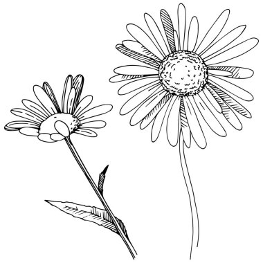 Daisy izole bir vektör tarzı. Bitki tam adı: Daisy. Arka plan, doku, sarıcı desen, çerçeve veya kenarlık için vektör çiçek.