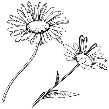 Daisy izole bir vektör tarzı. Bitki tam adı: Daisy. Arka plan, doku, sarıcı desen, çerçeve veya kenarlık için vektör çiçek.