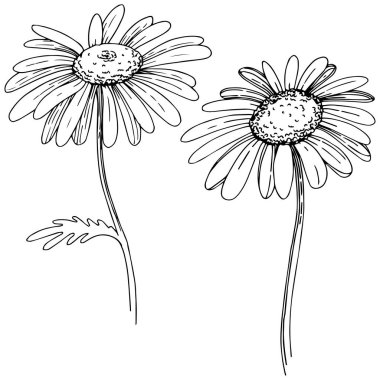 Daisy izole bir vektör tarzı. Bitki tam adı: Daisy. Arka plan, doku, sarıcı desen, çerçeve veya kenarlık için vektör çiçek.