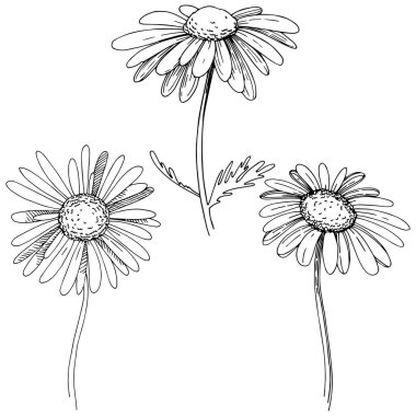 Daisy izole bir vektör tarzı. Bitki tam adı: Daisy. Arka plan, doku, sarıcı desen, çerçeve veya kenarlık için vektör çiçek.