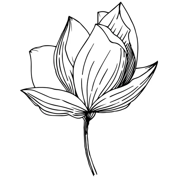 Manolya izole bir vektör tarzı. Bitki tam adı: Magnolia. Arka plan, doku, sarıcı desen, çerçeve veya kenarlık için vektör çiçek.