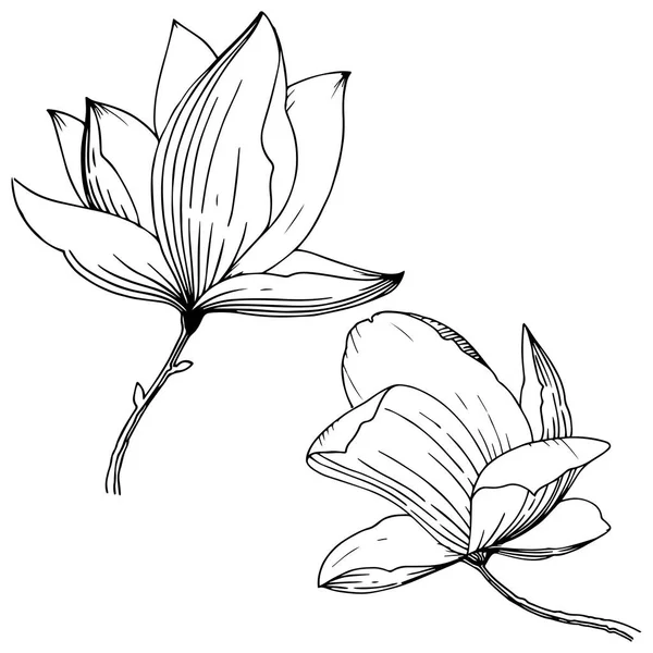 分離されたベクター スタイルのマグノリア 植物の完全な名前 マグノリア テクスチャ ラッパー パターン 枠や図面枠のベクターの花 — ストックベクタ