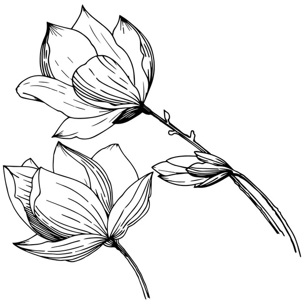 Manolya Izole Bir Vektör Tarzı Bitki Tam Adı Magnolia Arka — Stok Vektör