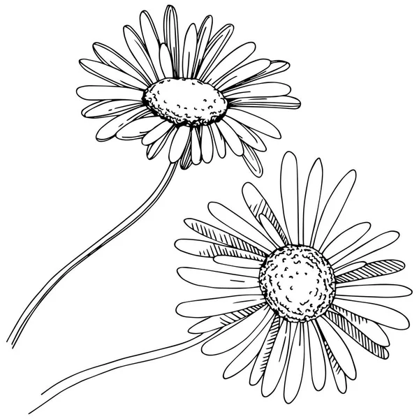 Marguerite Dans Style Vectoriel Isolé Nom Complet Plante Daisy Fleur — Image vectorielle