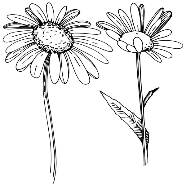 Marguerite Dans Style Vectoriel Isolé Nom Complet Plante Daisy Fleur — Image vectorielle