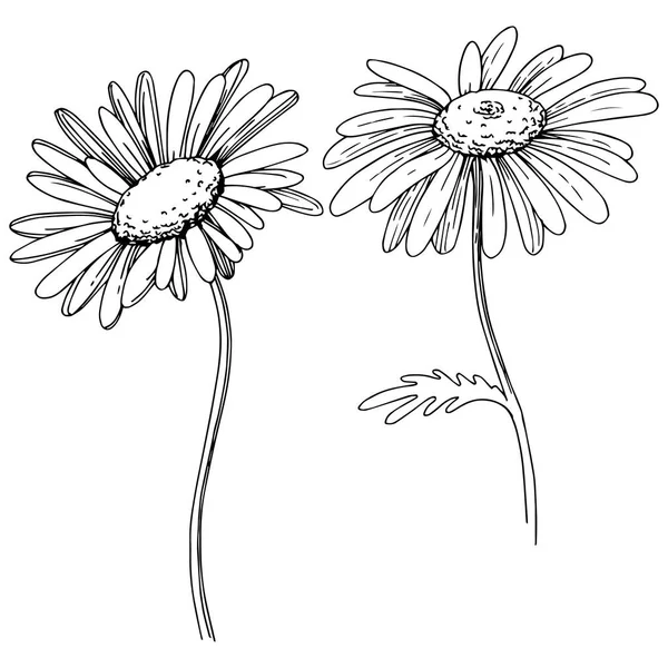 Marguerite Dans Style Vectoriel Isolé Nom Complet Plante Daisy Fleur — Image vectorielle
