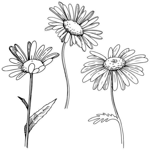 Marguerite Dans Style Vectoriel Isolé Nom Complet Plante Daisy Fleur — Image vectorielle