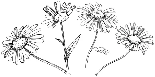 Marguerite Dans Style Vectoriel Isolé Nom Complet Plante Daisy Fleur — Image vectorielle