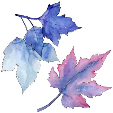 Frenk üzümü izole bir suluboya tarzında bırakır. Aquarelle yaprak için arka plan, doku, sarıcı desen, çerçeve veya kenarlık.