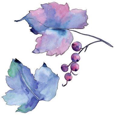 Frenk üzümü izole bir suluboya tarzında bırakır. Aquarelle yaprak için arka plan, doku, sarıcı desen, çerçeve veya kenarlık.