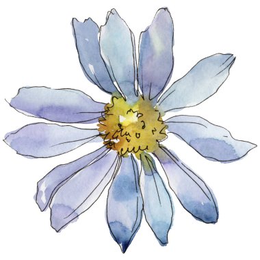 Beyaz papatya. Botanik çiçek. Vahşi bahar yaprak izole kır çiçeği. Arka plan, doku, sarıcı desen, çerçeve veya kenarlık için Aquarelle kır çiçeği.