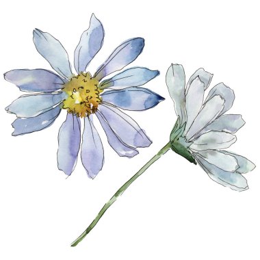 Beyaz papatya. Botanik çiçek. Vahşi bahar yaprak izole kır çiçeği. Arka plan, doku, sarıcı desen, çerçeve veya kenarlık için Aquarelle kır çiçeği.