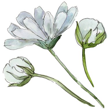 Beyaz papatya. Botanik çiçek. Vahşi bahar yaprak izole kır çiçeği. Arka plan, doku, sarıcı desen, çerçeve veya kenarlık için Aquarelle kır çiçeği.