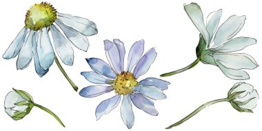 Beyaz papatya. Botanik çiçek. Vahşi bahar yaprak izole kır çiçeği. Arka plan, doku, sarıcı desen, çerçeve veya kenarlık için Aquarelle kır çiçeği.