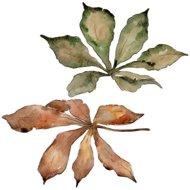 Kestane sonbahar yaprakları. Yaprak bitki botanik bahçe çiçek yaprakları. Aquarelle yaprak için arka plan, doku, sarıcı desen, çerçeve veya kenarlık.