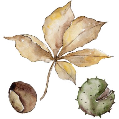 Kestane sonbahar yaprakları. Yaprak bitki botanik bahçe çiçek yaprakları. Aquarelle yaprak için arka plan, doku, sarıcı desen, çerçeve veya kenarlık.