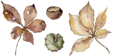 Kestane sonbahar yaprakları. Yaprak bitki botanik bahçe çiçek yaprakları. Aquarelle yaprak için arka plan, doku, sarıcı desen, çerçeve veya kenarlık.