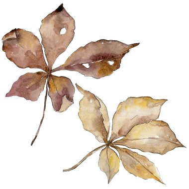 Kestane sonbahar yaprakları. Yaprak bitki botanik bahçe çiçek yaprakları. Aquarelle yaprak için arka plan, doku, sarıcı desen, çerçeve veya kenarlık.