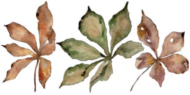 Kestane sonbahar yaprakları. Yaprak bitki botanik bahçe çiçek yaprakları. Aquarelle yaprak için arka plan, doku, sarıcı desen, çerçeve veya kenarlık.