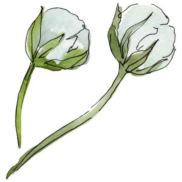 白雏菊 花卉植物花 野生春叶野花分离 包装图案 框架或边框的水彩画野花 — 图库照片