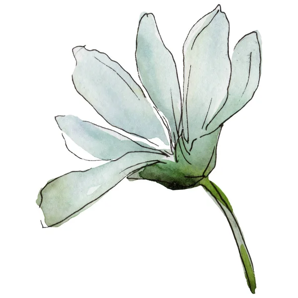 Margarida Branca Floral Flor Botânica Folha Selvagem Primavera Wildflower Isolado — Fotografia de Stock