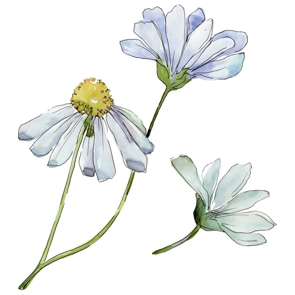 Margarida Branca Floral Flor Botânica Folha Selvagem Primavera Wildflower Isolado — Fotografia de Stock