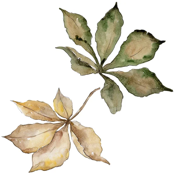 Kestane sonbahar yaprakları. Yaprak bitki botanik bahçe çiçek yaprakları. Aquarelle yaprak için arka plan, doku, sarıcı desen, çerçeve veya kenarlık.