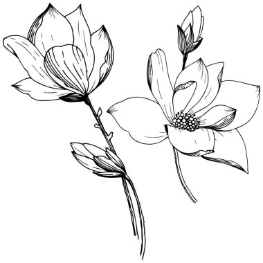 Manolya izole bir vektör tarzı. Bitki tam adı: Magnolia. Arka plan, doku, sarıcı desen, çerçeve veya kenarlık için vektör çiçek.