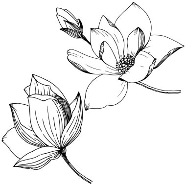 Manolya izole bir vektör tarzı. Bitki tam adı: Magnolia. Arka plan, doku, sarıcı desen, çerçeve veya kenarlık için vektör çiçek.