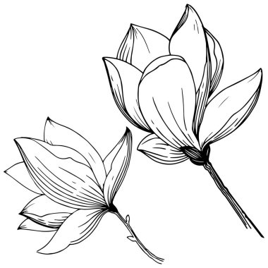 Manolya izole bir vektör tarzı. Bitki tam adı: Magnolia. Arka plan, doku, sarıcı desen, çerçeve veya kenarlık için vektör çiçek.