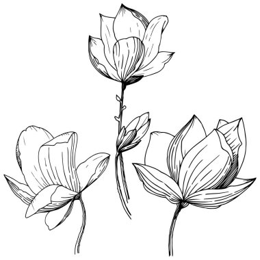 Manolya izole bir vektör tarzı. Bitki tam adı: Magnolia. Arka plan, doku, sarıcı desen, çerçeve veya kenarlık için vektör çiçek.