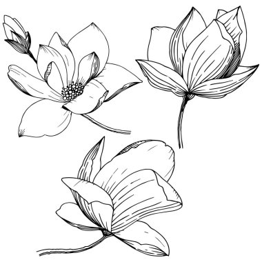 Manolya izole bir vektör tarzı. Bitki tam adı: Magnolia. Arka plan, doku, sarıcı desen, çerçeve veya kenarlık için vektör çiçek.