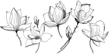 Manolya izole bir vektör tarzı. Bitki tam adı: Magnolia. Arka plan, doku, sarıcı desen, çerçeve veya kenarlık için vektör çiçek.